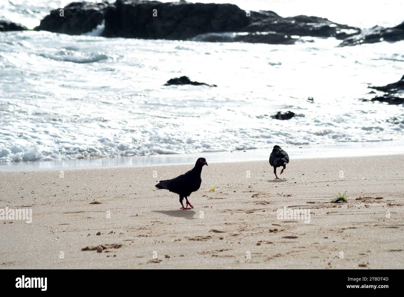 Silhouette de deux pigeons à la recherche de nourriture sur le sable de la plage. La vie animale. Banque D'Images