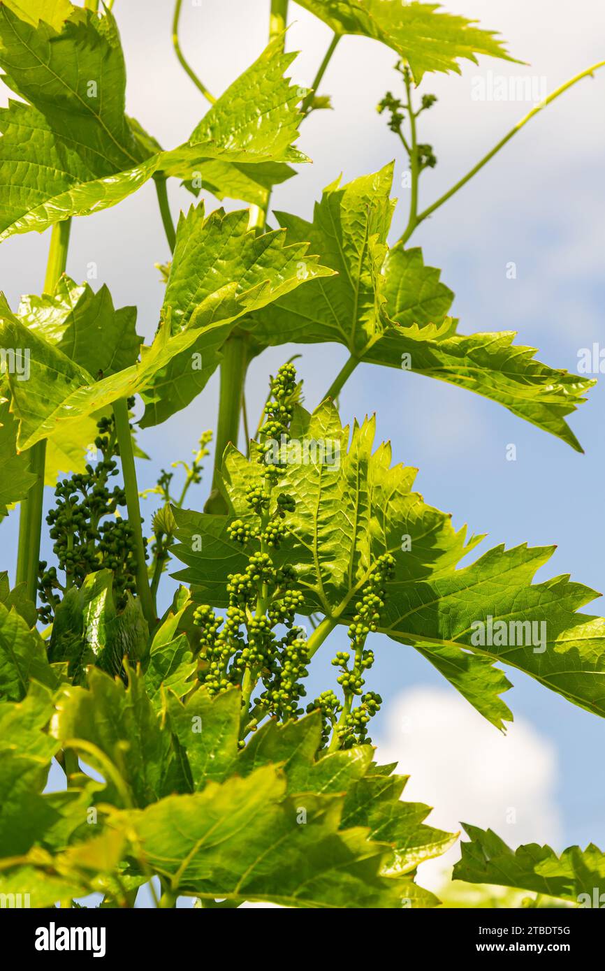 Les jeunes feuilles tendres vert de raisins sur un fond de ciel bleu au printemps. Banque D'Images