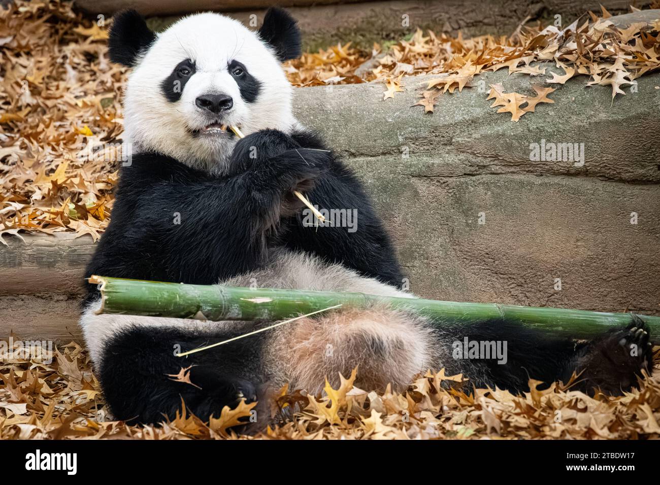 Panda géante (Ailuropoda melanoleuca) mangeant du bambou au zoo d'Atlanta, en Géorgie. (ÉTATS-UNIS) Banque D'Images