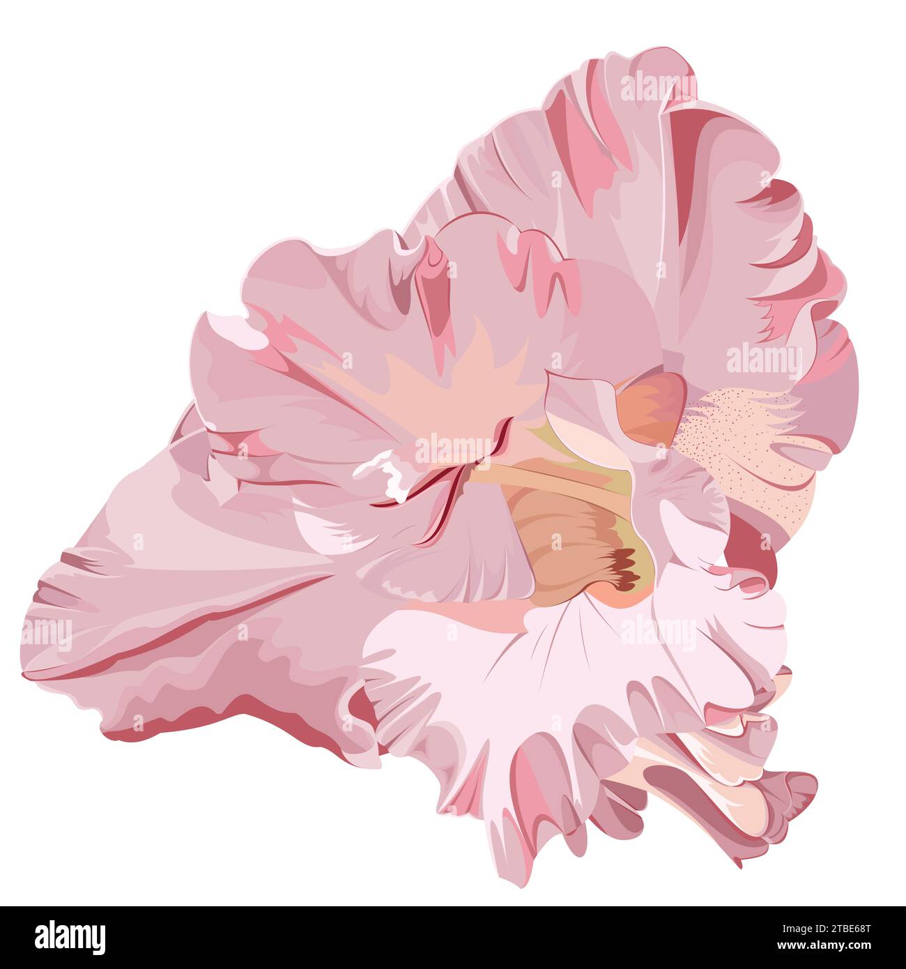 Image isolée d'une fleur de gladiole rose sur fond blanc Illustration de Vecteur