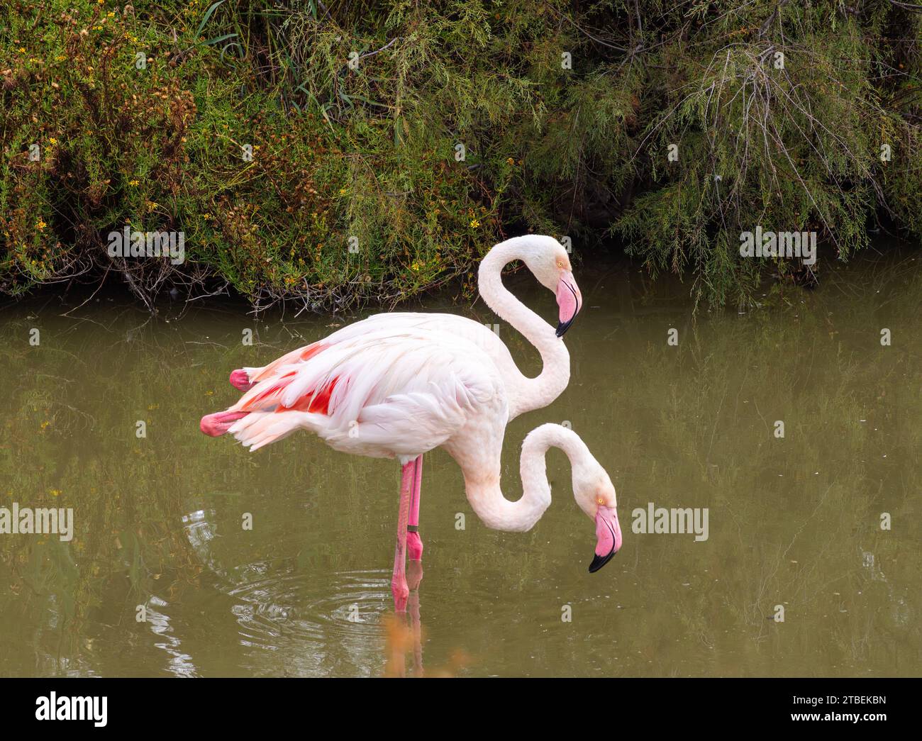 Un couple de Flamingos plus grands dans l'eau dans l'habitat naturel de Camargue, France. Scène de la faune de la nature. Banque D'Images
