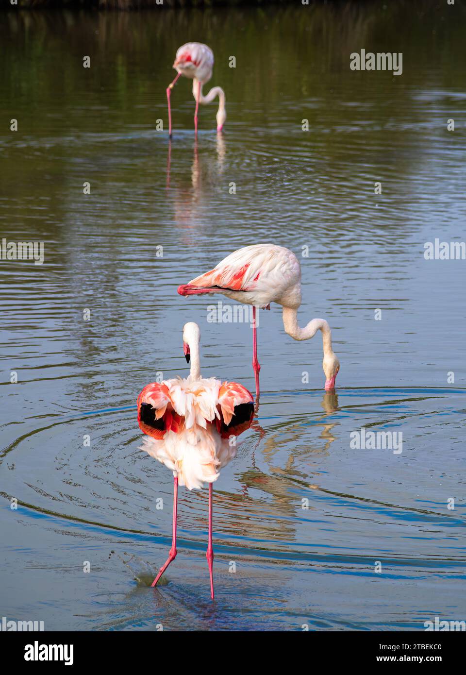 Grands Flamingos dans l'eau dans l'habitat naturel de Camargue, France. Scène de la faune de la nature. Banque D'Images