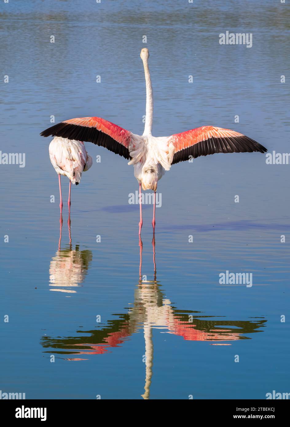 Grands Flamingos dans l'eau dans l'habitat naturel de Camargue, France. Scène de la faune de la nature. Banque D'Images