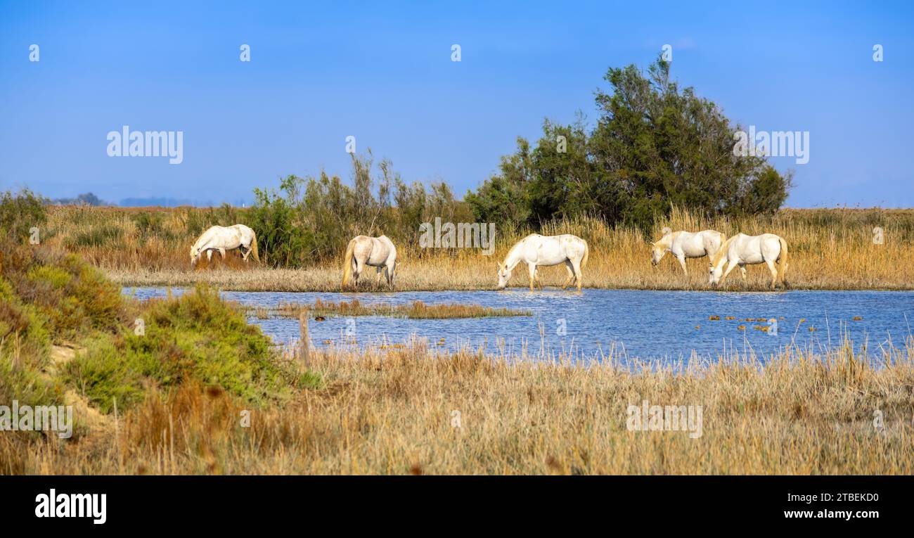 Photo panoramique de chevaux blancs paissant dans l'habitat naturel de Camargue, France Banque D'Images