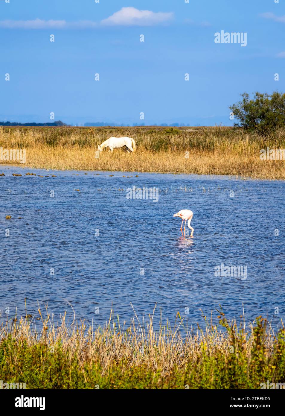 Photo verticale de chevaux blancs paissant dans l'habitat naturel de Camargue et grand flamant dans l'eau Banque D'Images