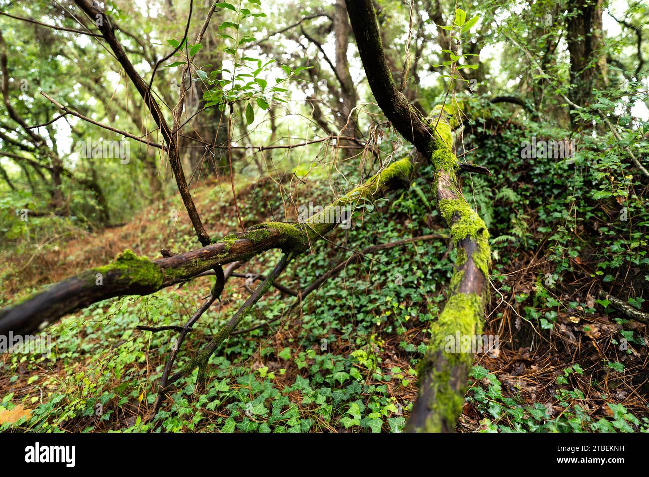 Perspective naturelle : la convergence des branches ou des racines des arbres forme un cône distinct, créant une composition simple et intrigante dans la nature. Banque D'Images