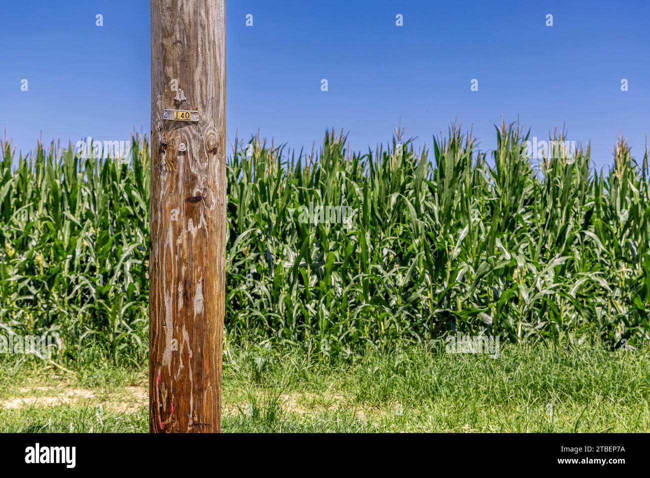 image détaillée d'un poteau utilitaire et d'un champ de maïs Banque D'Images