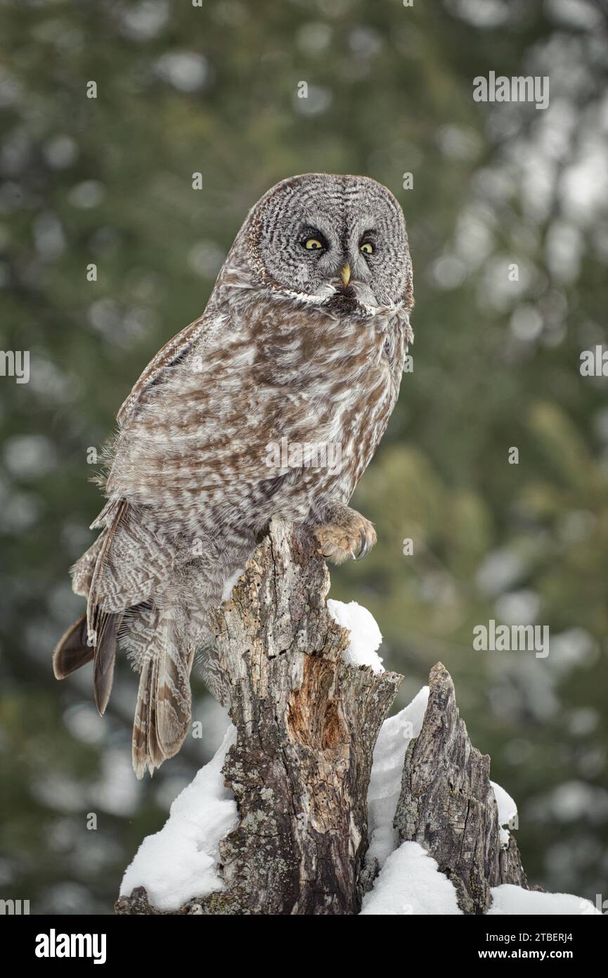 Great Grey Owl perchant sur un arbre Banque D'Images