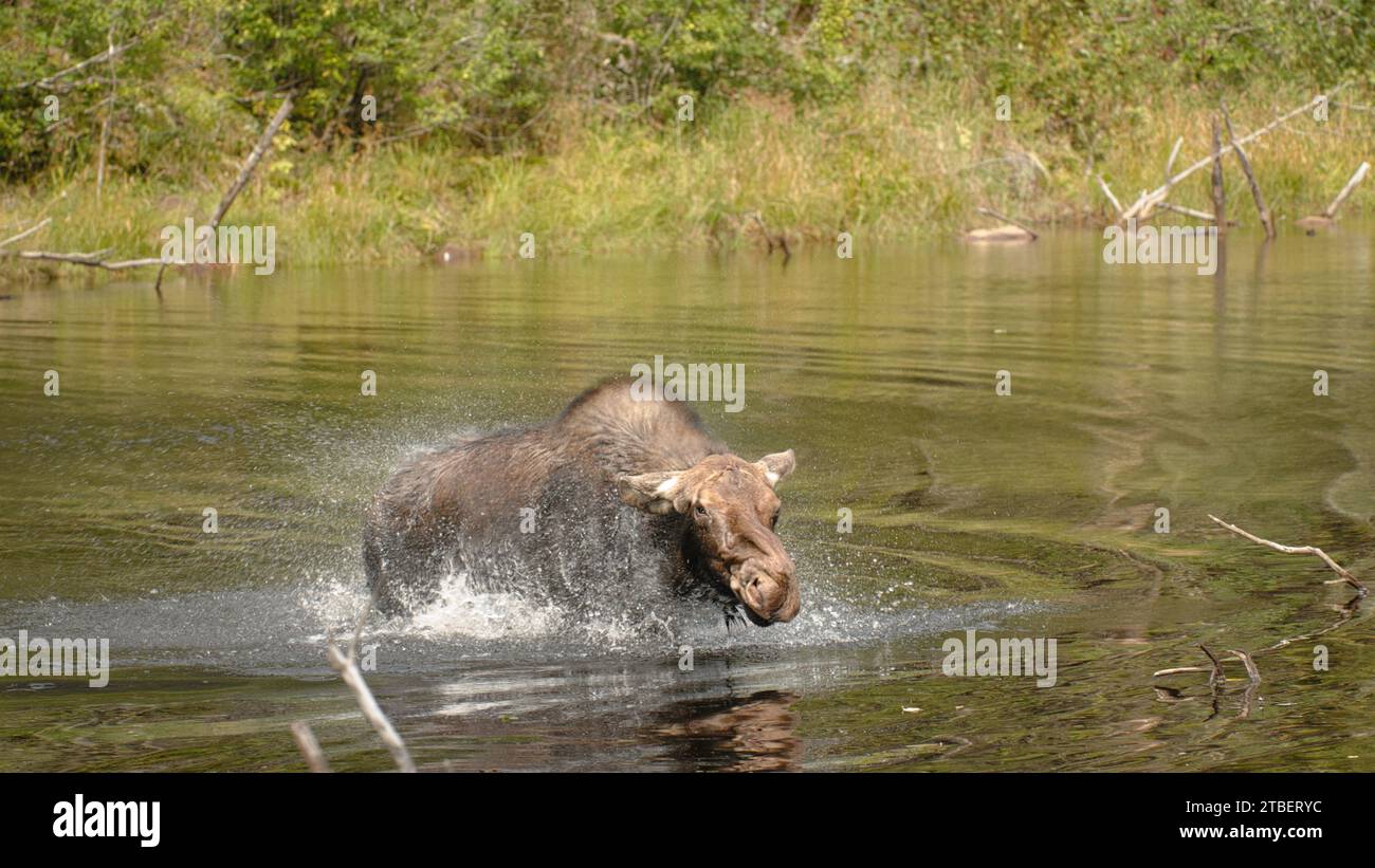 Femelle Moose partageant dans une rivière Banque D'Images