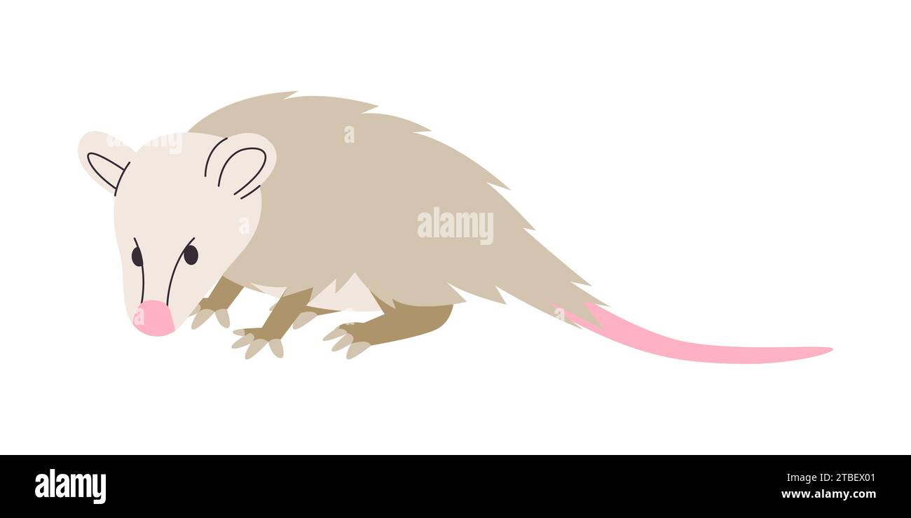 souris blanche ou virginia opossum petit animal sauvage avec une longue queue et une créature à fourrure Illustration de Vecteur
