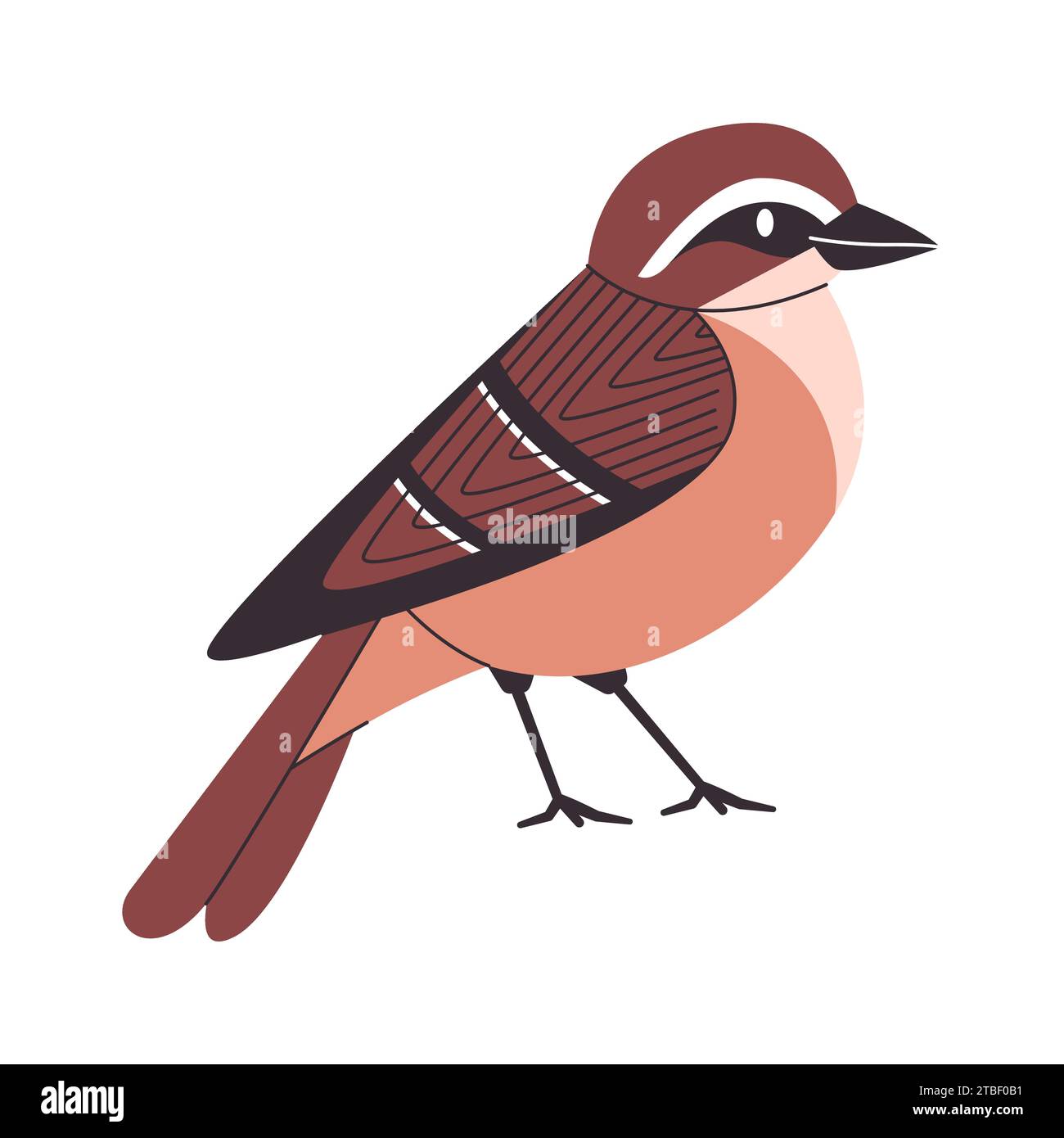 couleur marron petit oiseau californie wren espèces jolie nature mignonne animal belle créature de la faune Illustration de Vecteur