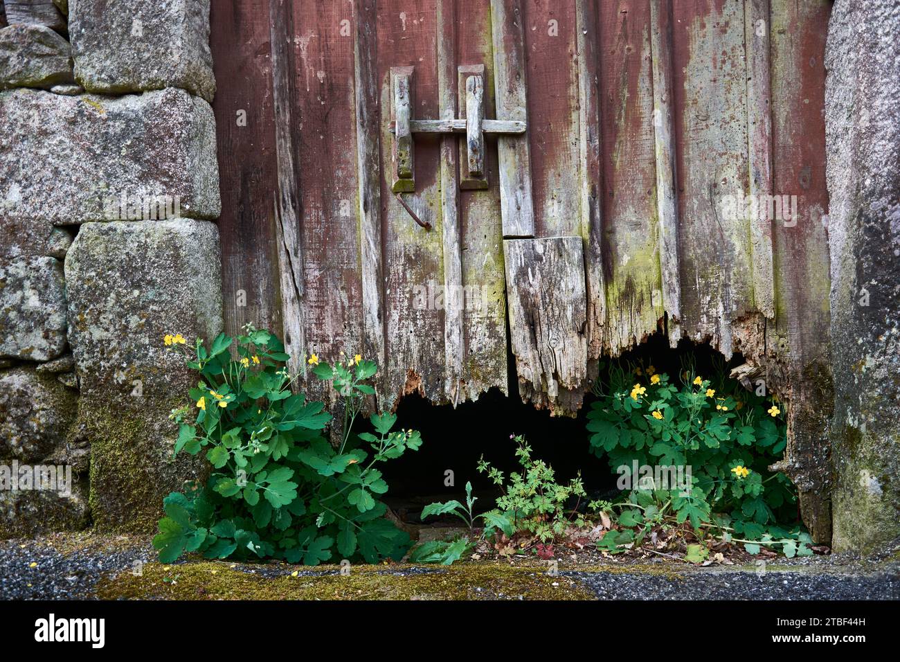 Gros plan de fleurs jaunes entourant la porte en bois cassée de vieille maison en pierre abandonnée couverte de moule dans le petit village médiéval appelé Bainte, localiser Banque D'Images