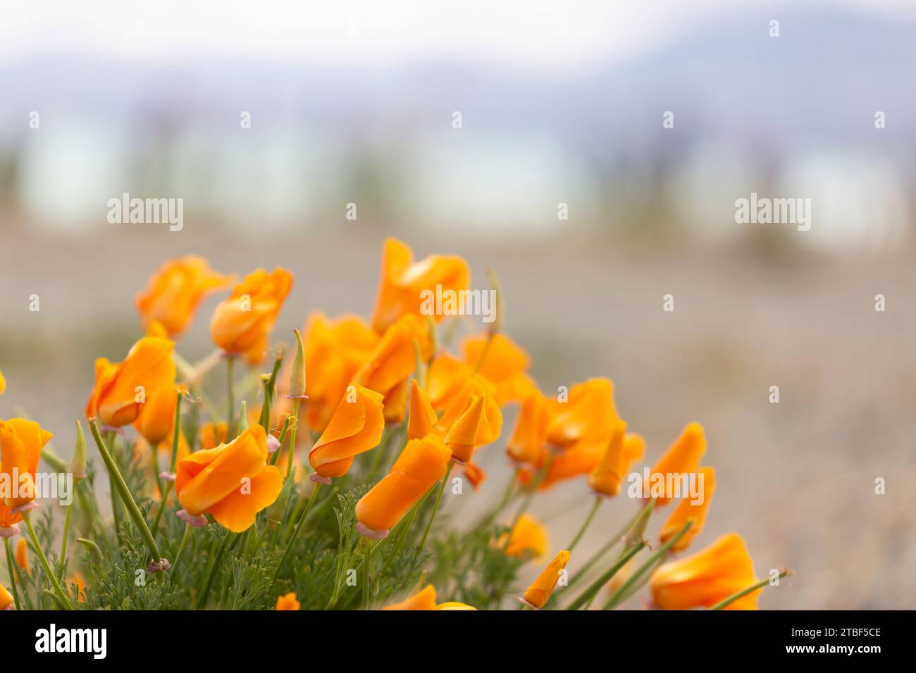 Californie et coquelicots poussant à l'état sauvage au lac Tekapo Nouvelle-Zélande Banque D'Images