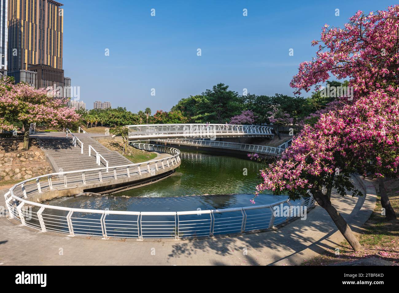 Arbre en soie dentaire au cœur de Love River à Kaohsiung, Taiwan Banque D'Images