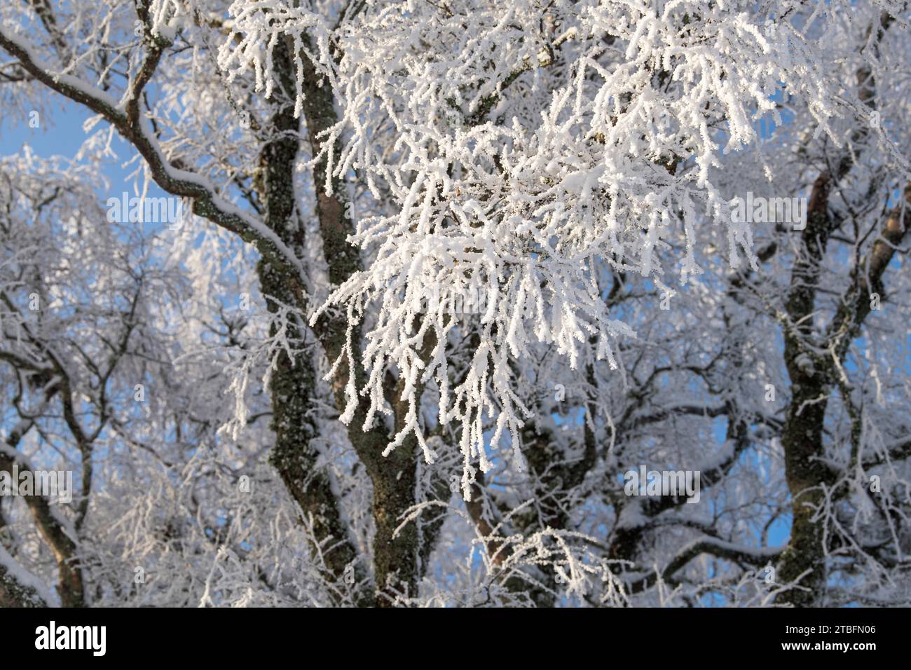 Betula pendula. Branches de bouleau argenté recouvertes de neige gelée. Morayshire, Écosse Banque D'Images