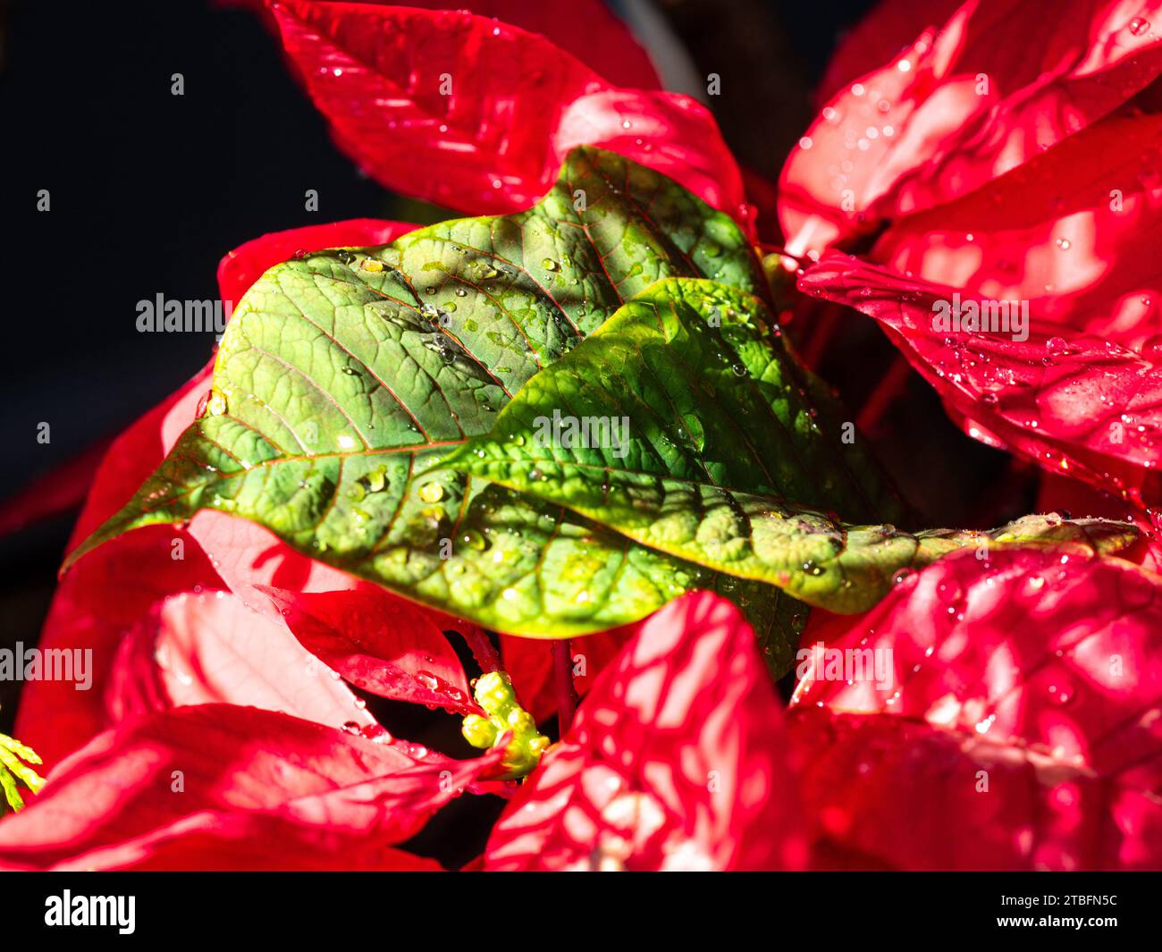 Les bractées et les feuilles rouge et vert vif de la plante Poinsettia en font une décoration naturelle colorée à Noël, en Australie Banque D'Images