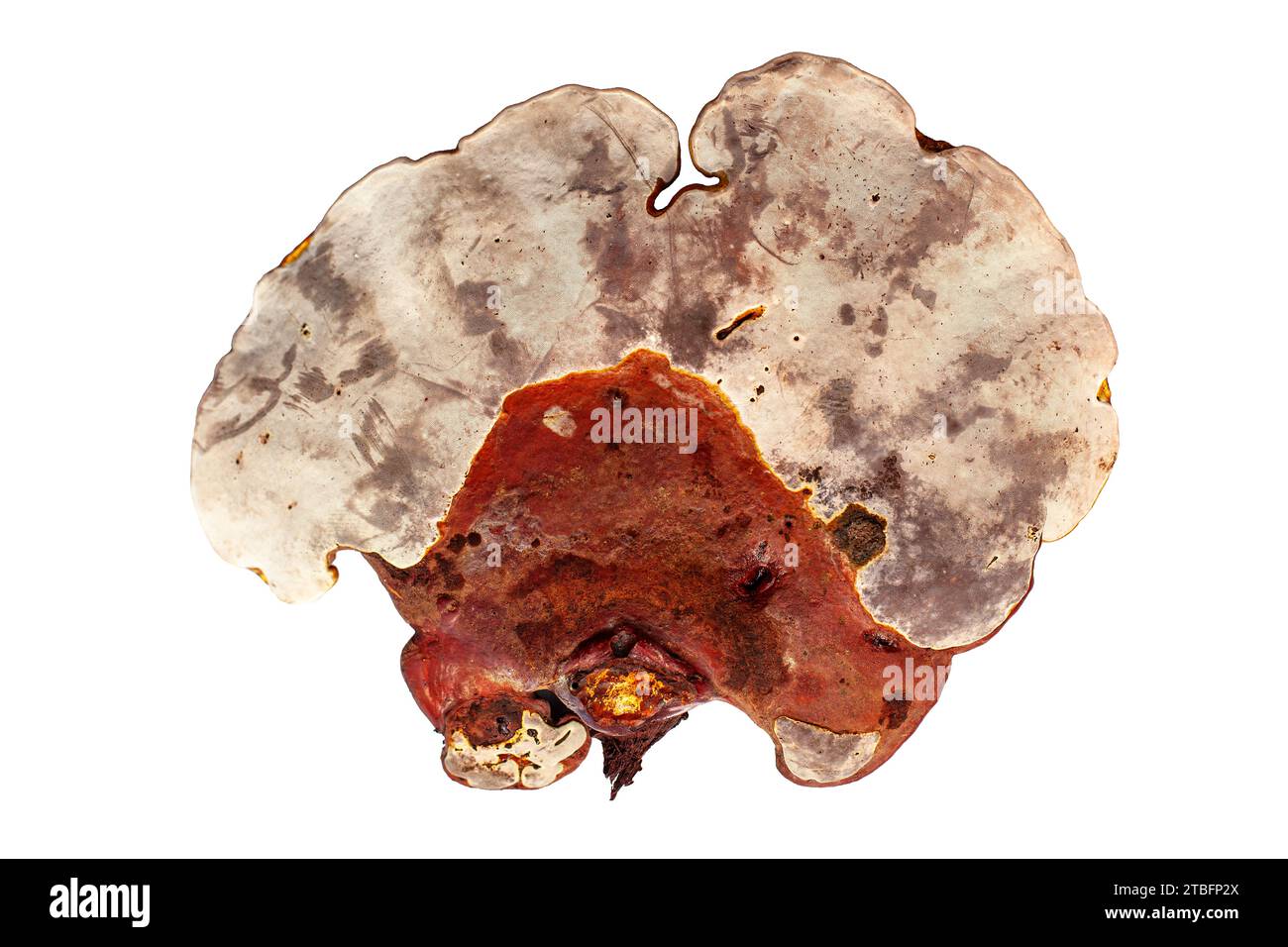 Champignon reishi rouge sur fond blanc isolé closeup, champignon Lingzhi, Ganoderma lucidum, champignon laqué, champignon médicinal Banque D'Images
