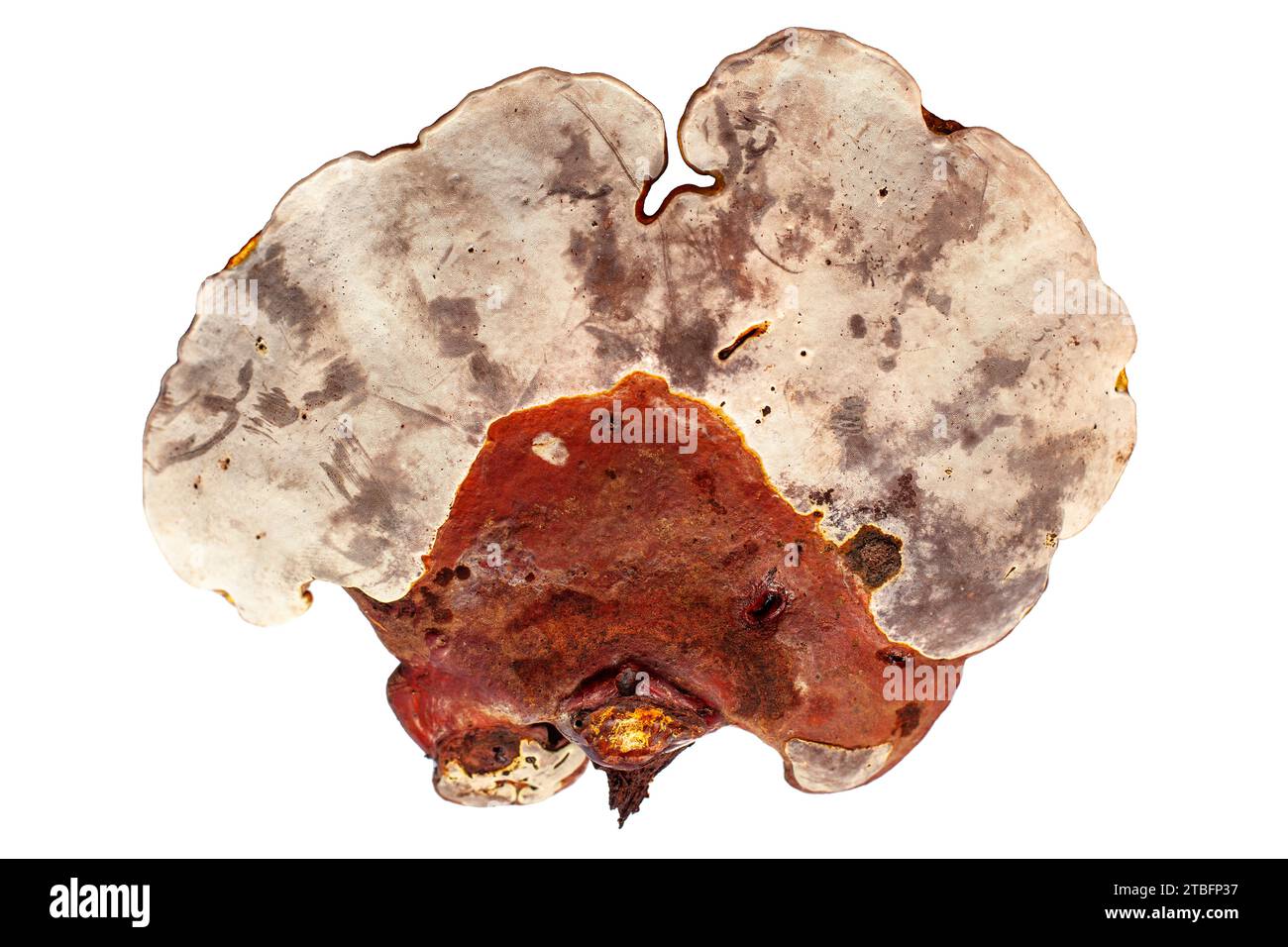 Champignon reishi rouge sur fond blanc isolé closeup, champignon Lingzhi, Ganoderma lucidum, champignon laqué, champignon médicinal Banque D'Images