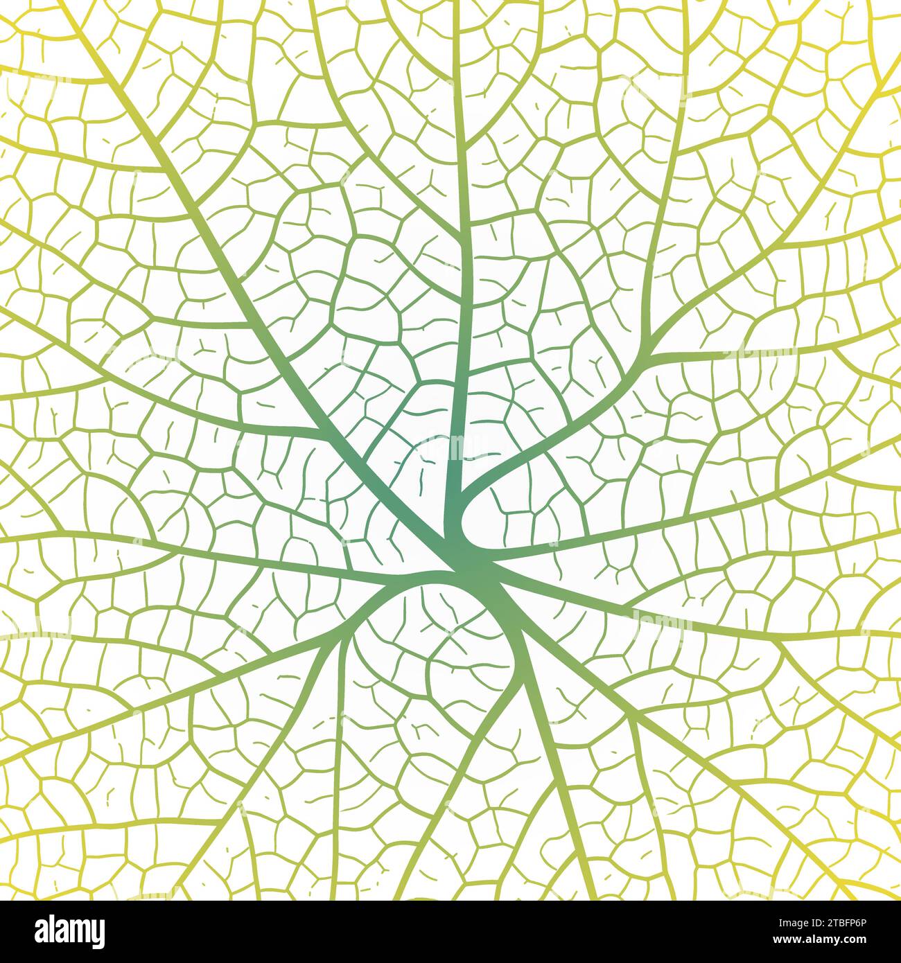 Fond abstrait de texture de veine de feuille avec gros plan motif de texture d'ornement de cellules de feuille de plante. Motif macro linéaire organique noir et blanc de la nature Illustration de Vecteur