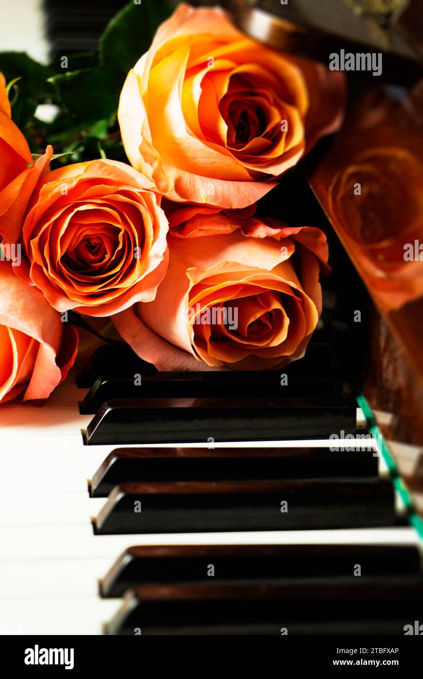 Bouquet de roses roses sur le clavier du piano, ambiance romantique.Un cadeau de fans Banque D'Images