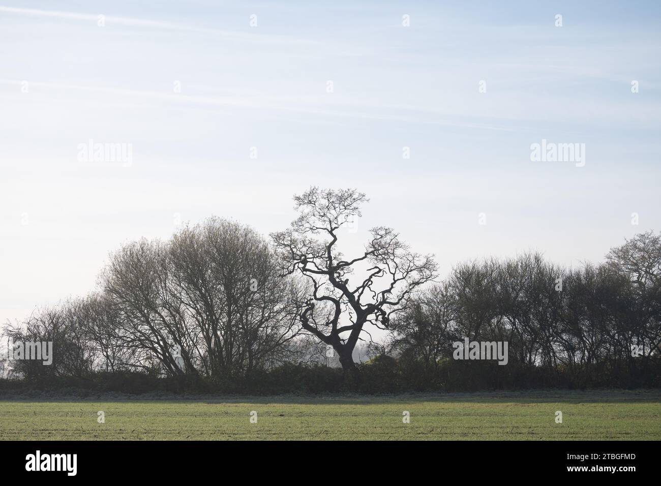 Arbres en hiver, Warwickshire, Angleterre, Royaume-Uni Banque D'Images