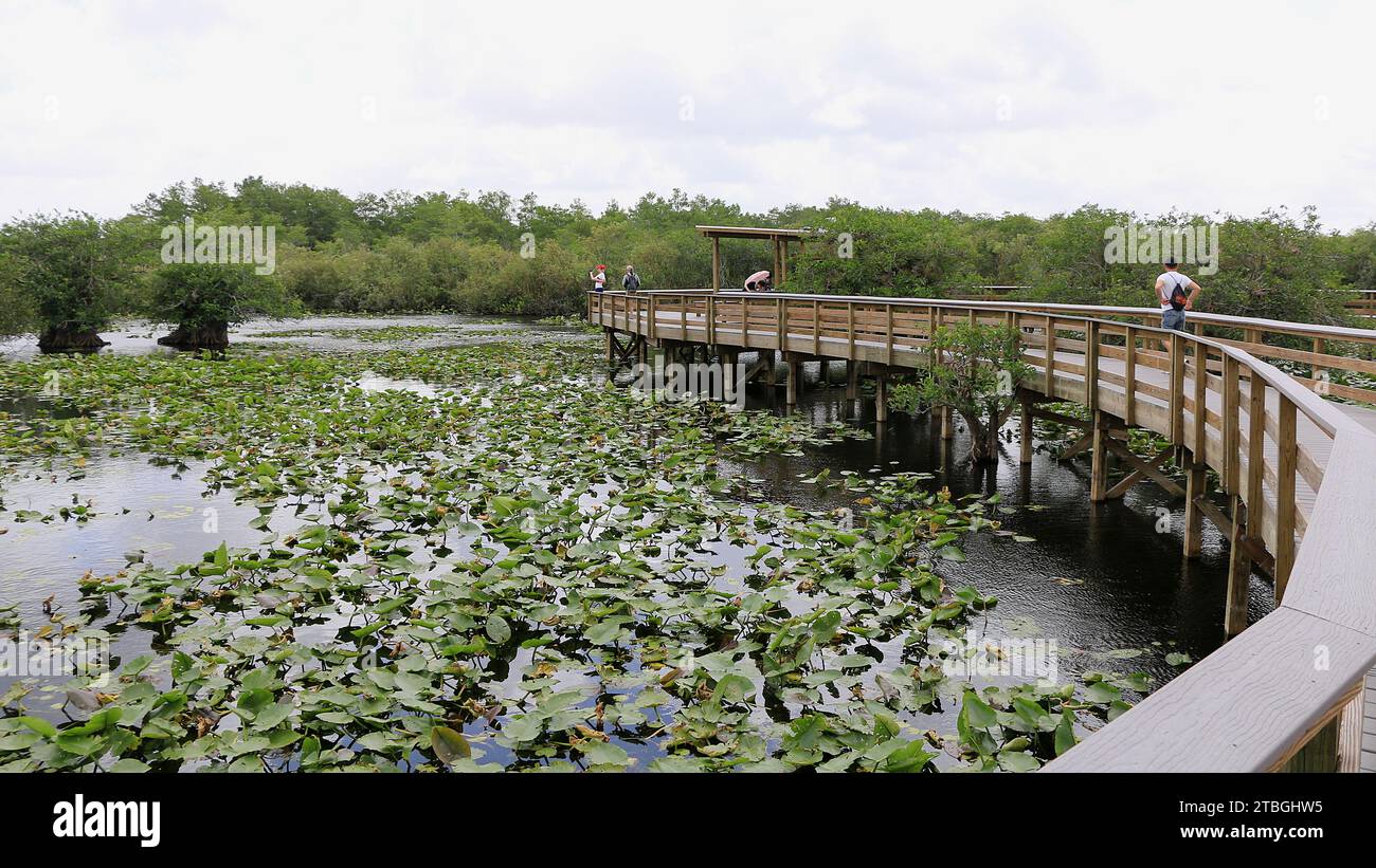 Parc national des Everglades, Floride, États-Unis. Vue d'une partie du sentier Anhinga. Banque D'Images