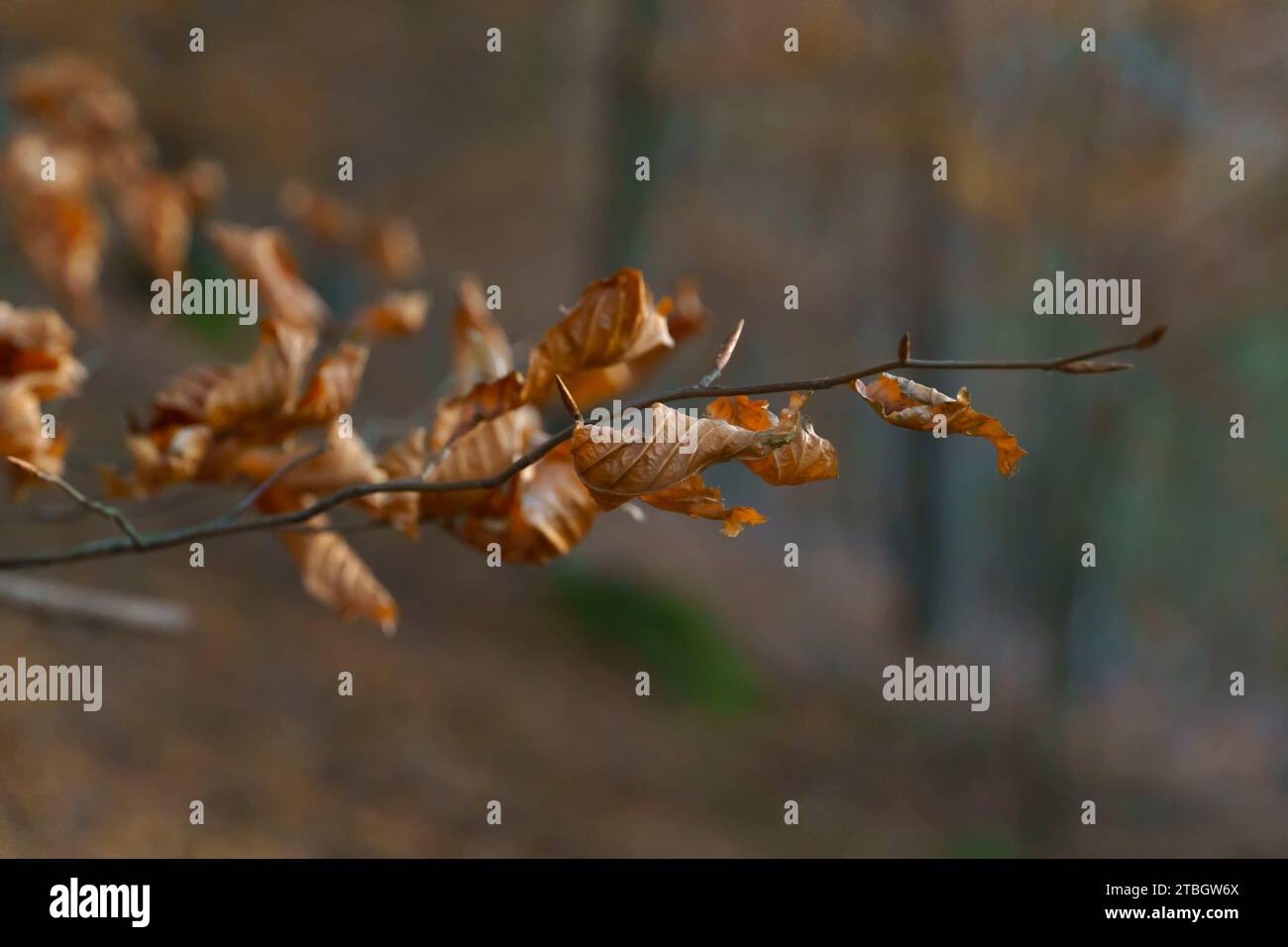 Feuilles sèches sur une branche d'arbre de forêt à Rota das Faias, Manteigas, Serra da Estrela, Portugal, Europe Banque D'Images