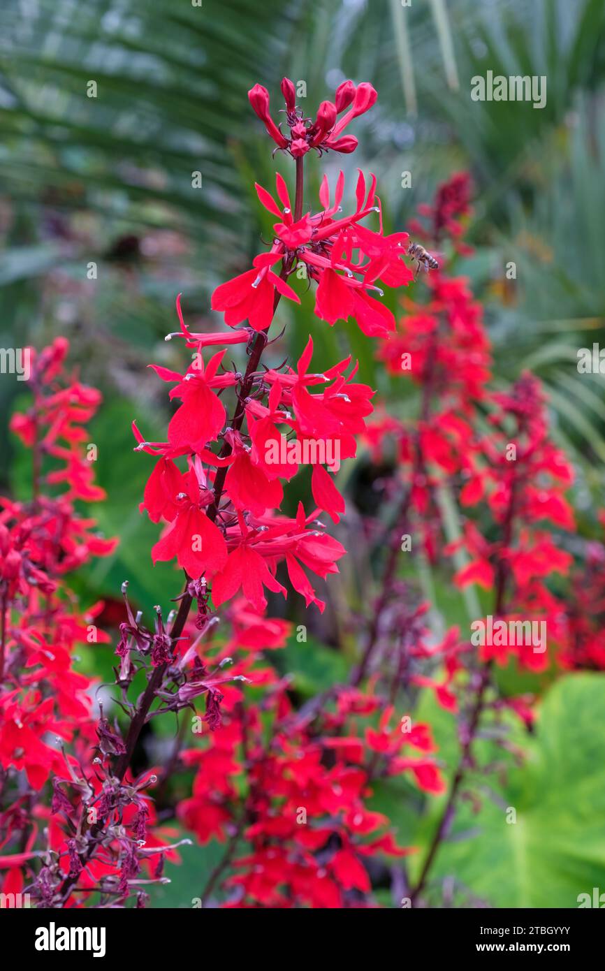 Lobelia milleri Reine Victoria, fleur cardinale Reine Victoria, écarlate brillant, fleurs à deux lèvres en racèmes terminaux longs Banque D'Images