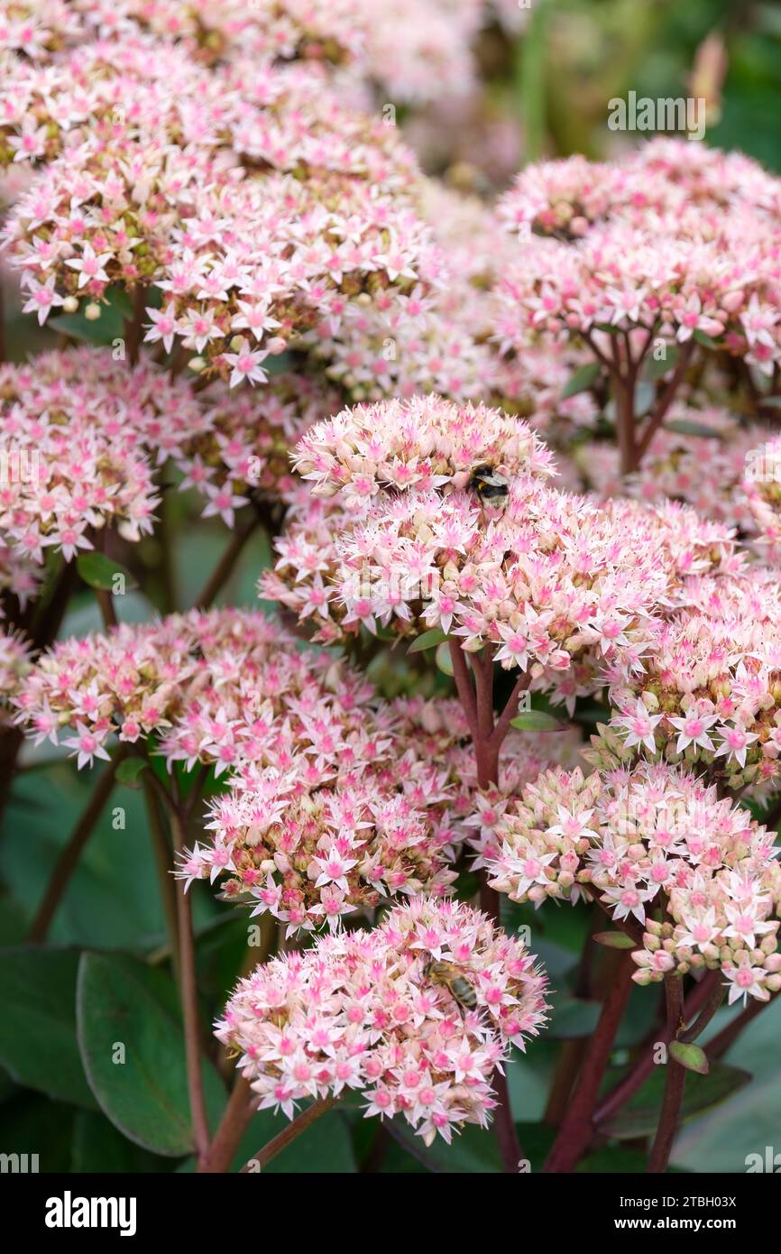 Hylotelephium Matrona, Stonecrop Matrona, Sedum Matrona, Sedum telephium Matrona, feuilles succulentes, rincé avec du bronze, des tiges violettes, des grappes de so Banque D'Images