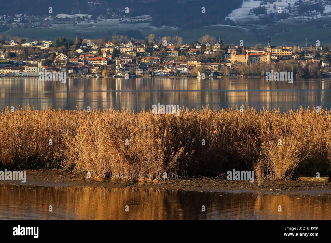 Ville et château de petit-fils au pied du jura, lac de Neuchâtel avec roseaux de la réserve naturelle de champ-Pittet dans la Grande Cariçaie, Suisse Banque D'Images