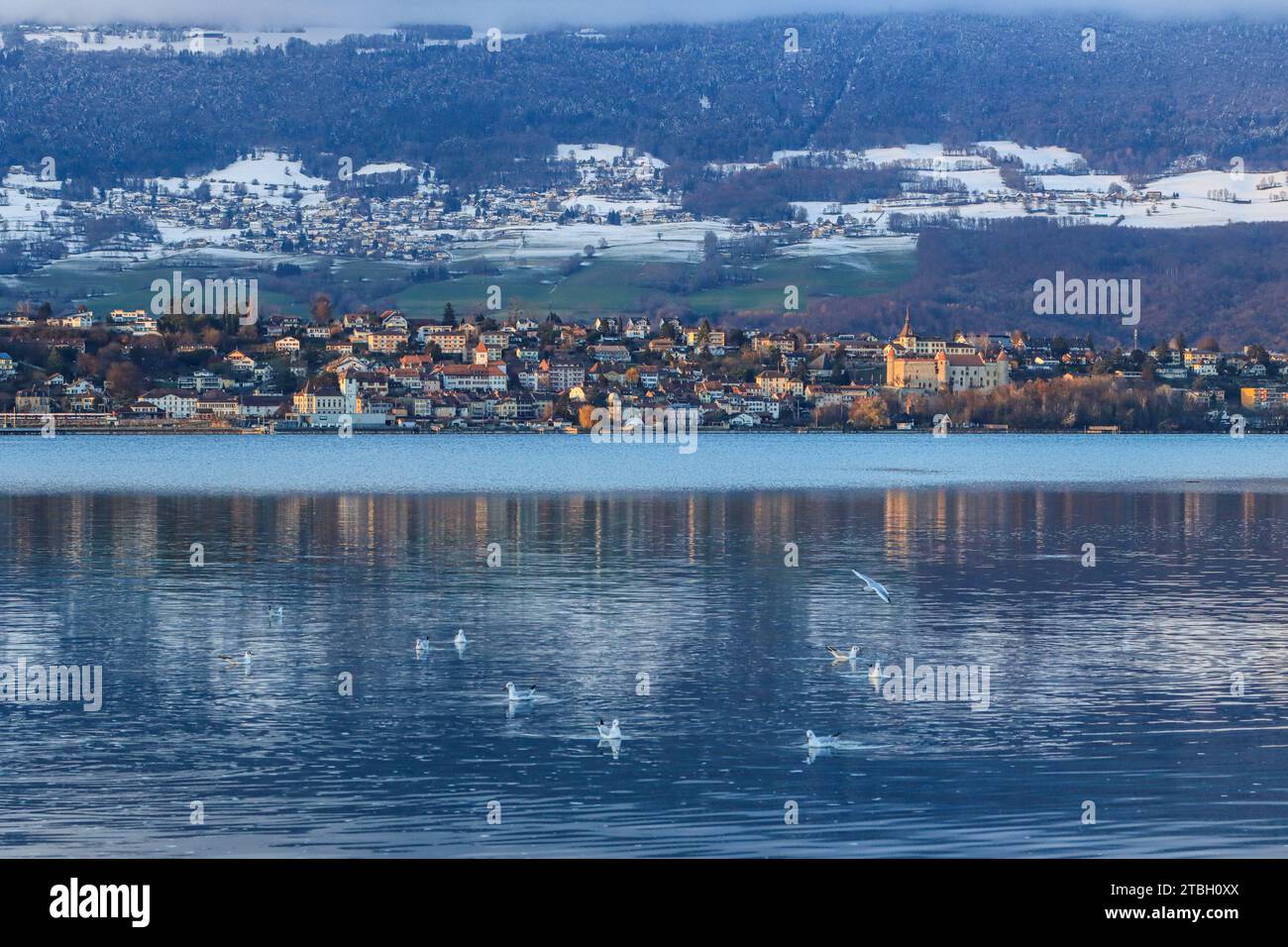 Goélands sur le lac de Neuchâtel en hiver, ville et château de Grandson, et le village de Villars-Burquin sur la montagne du jura, Suisse Banque D'Images
