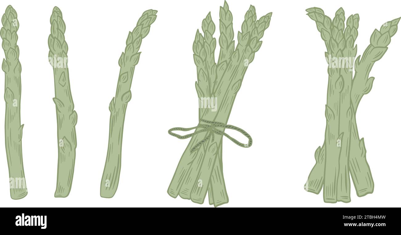 Ensemble gravé à la main asperges. Aliments biologiques sains. Récolte de nourriture végétalienne. Clip art couleur des gousses d'asperges cultivées Bouquet et tiges simples d'asperges fraîches Illustration de Vecteur