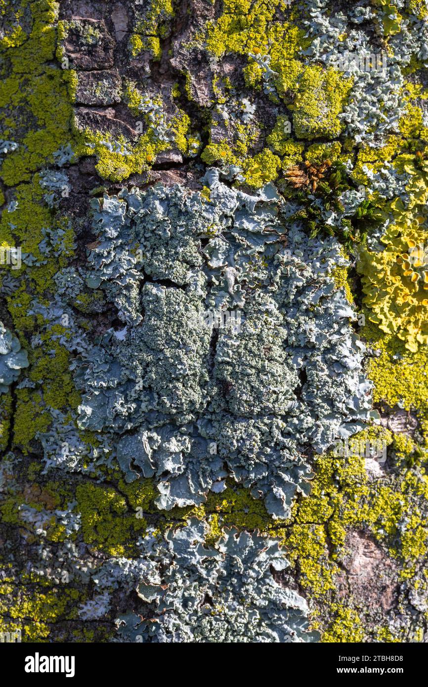 Lichen Punctelia jeckeri sur écorce d'orme Banque D'Images