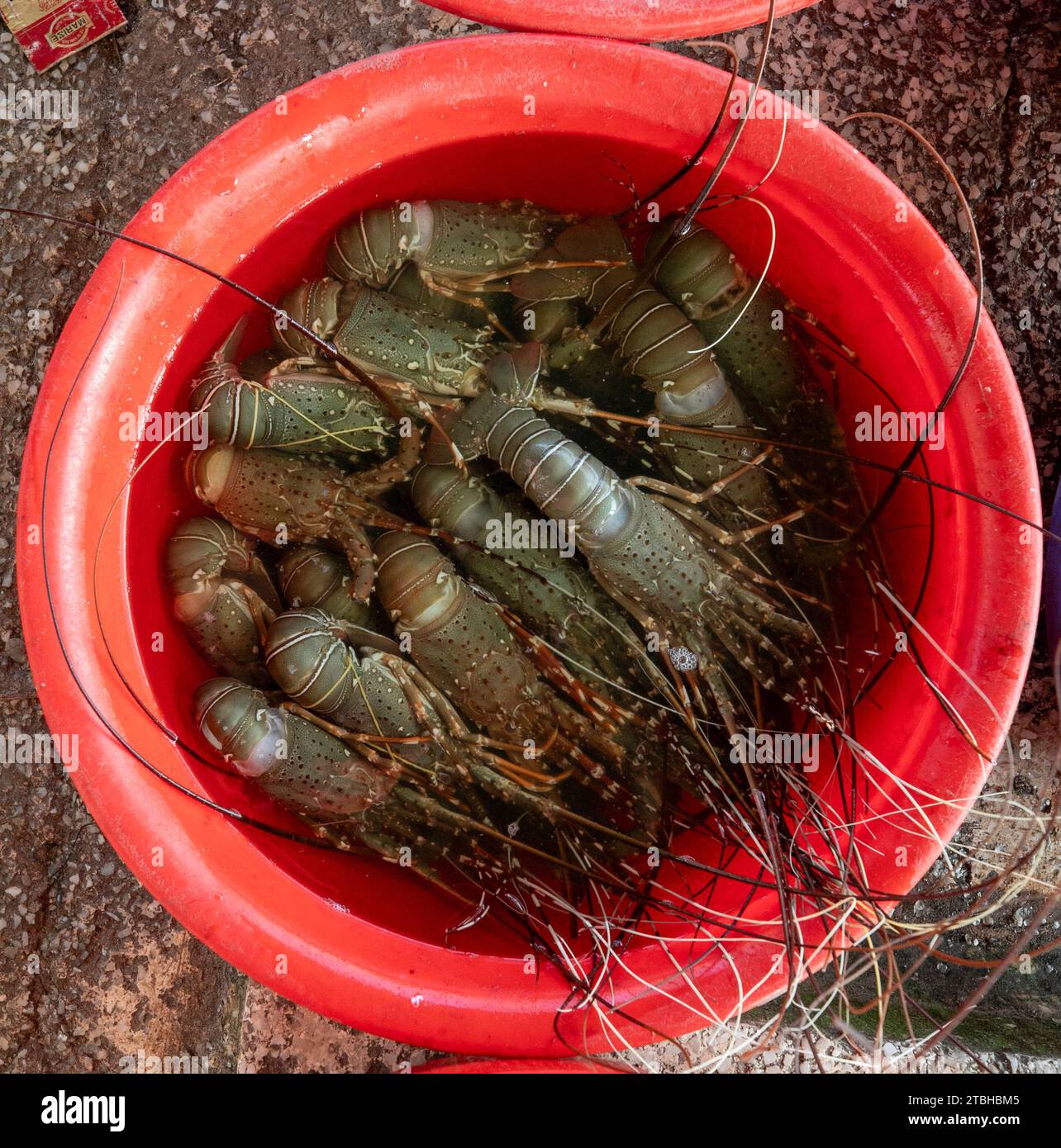 06 novembre 2023, Chattogram, Bangladesh. Poisson frais dans des paniers au marché aux poissons de Cox's Bazar, Bangladesh. Banque D'Images