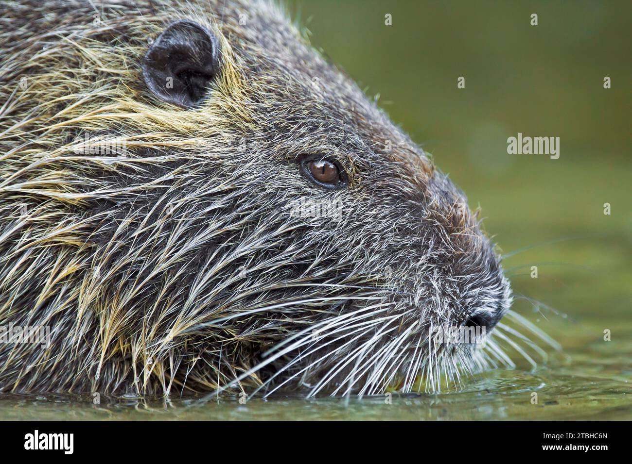 Coypu, Myocastor coypus, recherche de nourriture Banque D'Images