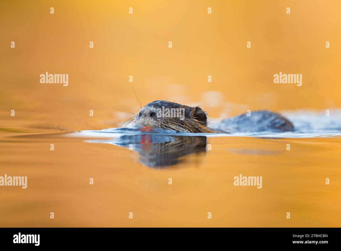 Coypu, Myocastor coypus, natation Banque D'Images