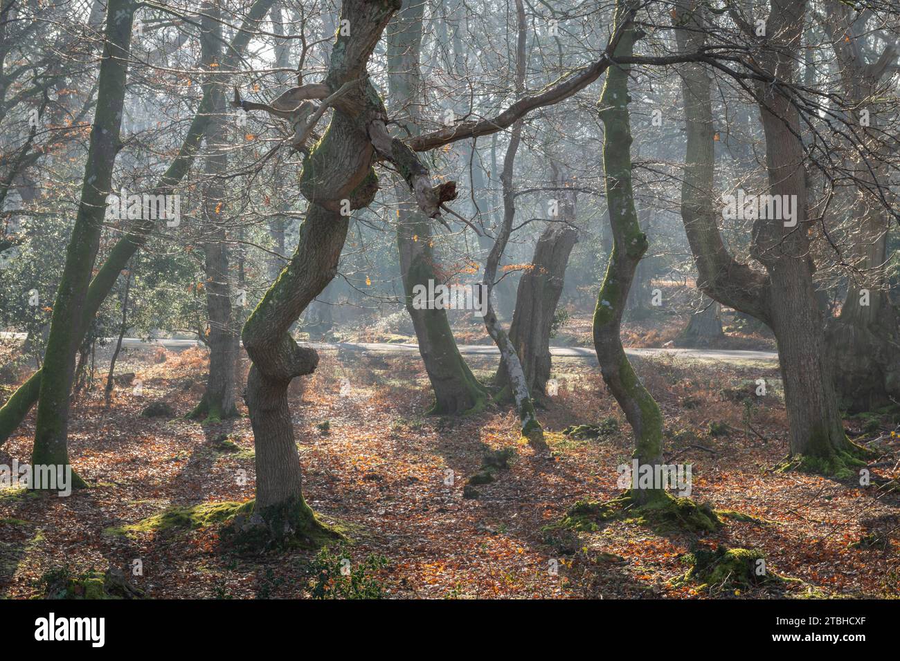 Bois à feuilles caduques pendant l'hiver, parc national de New Forest, Hampshire, Angleterre. Hiver (février) 2023. Banque D'Images