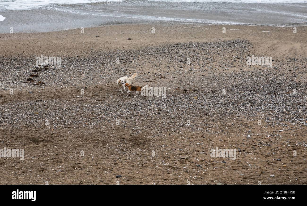 Portreath, Cornwall, 7 décembre 2023, les chiens se sont poursuivis sur la plage de Portreath, Cornwall ce matin, la mer agitée a été causée par des vents forts pendant la nuit. La température était de 12C. Les prévisions sont pour les conditions venteuses pour le reste de la journée.crédit : Keith Larby/Alamy Live News Banque D'Images