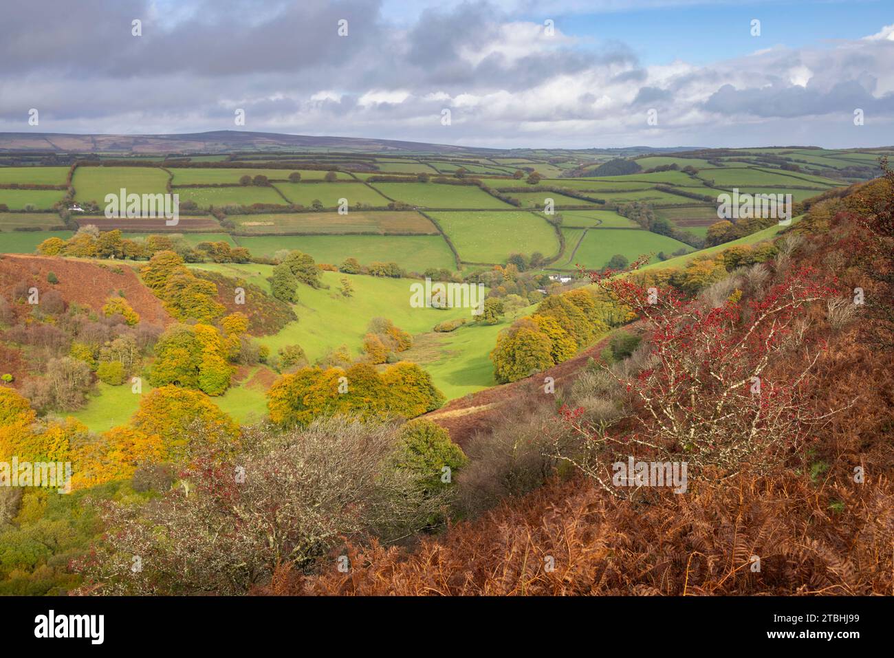 La campagne vallonnée d'Exmoor depuis le Punchbowl sur Winsford Hill, Somerset, Angleterre. Automne (octobre) 2023. Banque D'Images