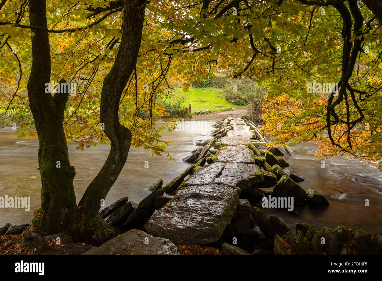 Feuillage automnal au-dessus des marches de Tarr Pont de clapper au-dessus de la rivière Barle dans le parc national d'Exmoor, Somerset, Angleterre. Automne (octobre) 2023. Banque D'Images