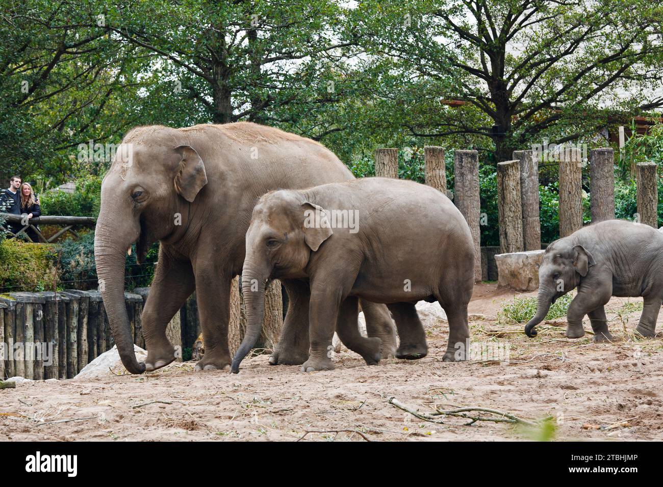 Un jeune couple observant les éléphants d'Asie au zoo de Chester, Cheshire, Angleterre Banque D'Images