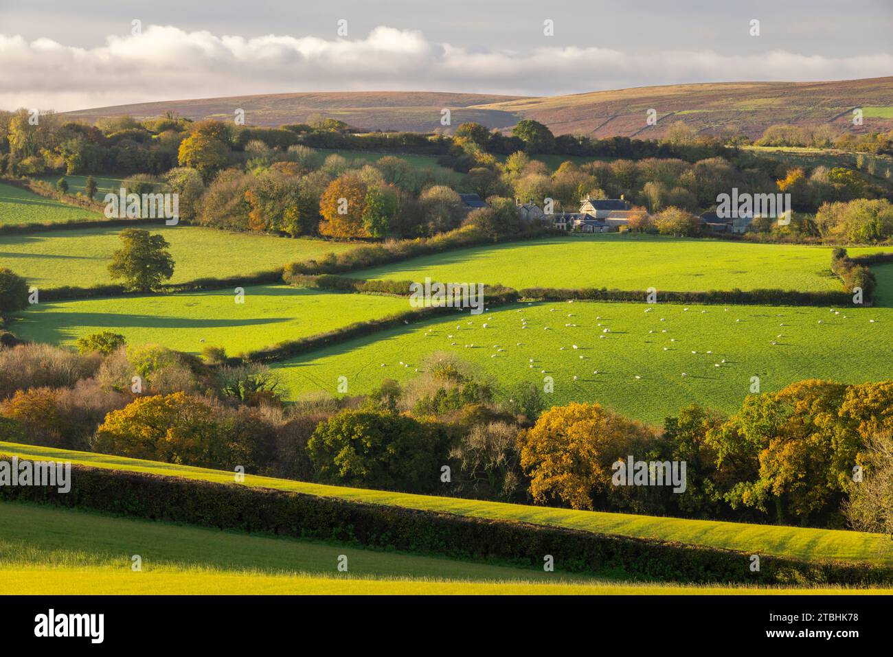 Vue sur la campagne vers le hameau d'Addiscott dans le parc national de Dartmoor, Devon, Angleterre. Automne (novembre) 2023. Banque D'Images