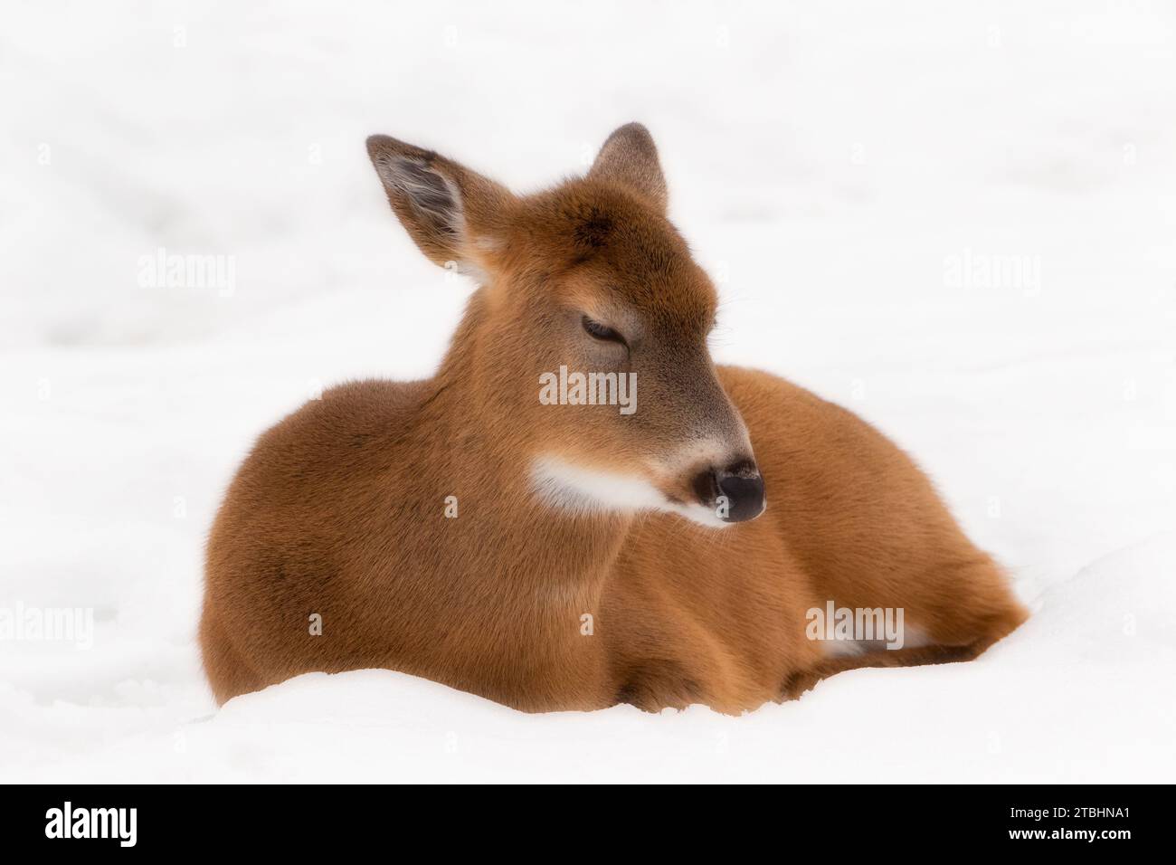 Gros plan de White Tailed Deer reposant dans la neige (version 2) Banque D'Images