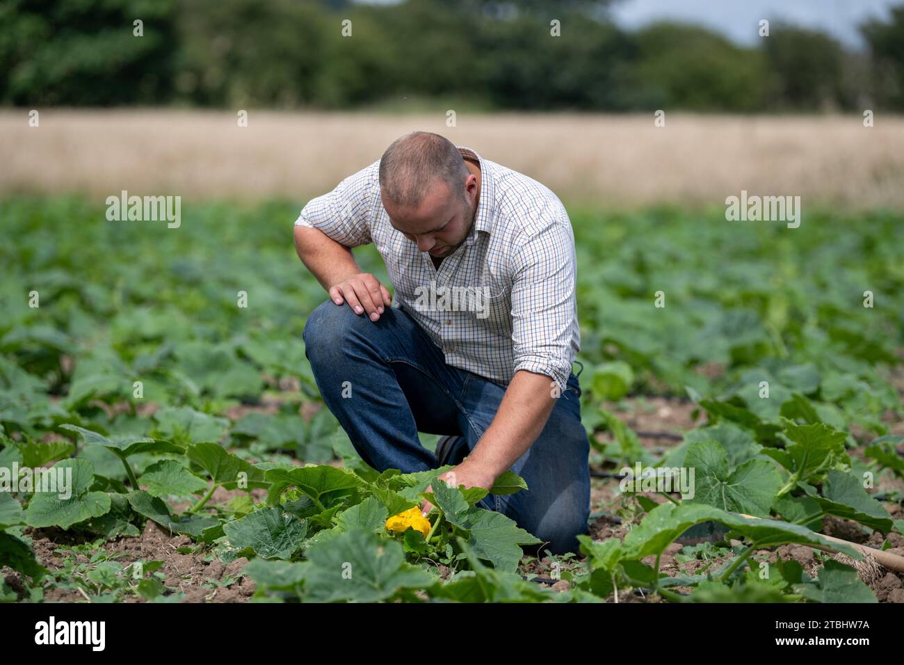 Agriculteur vérifiant le champ de jeunes plants de citrouille, Durham, Royaume-Uni. Banque D'Images