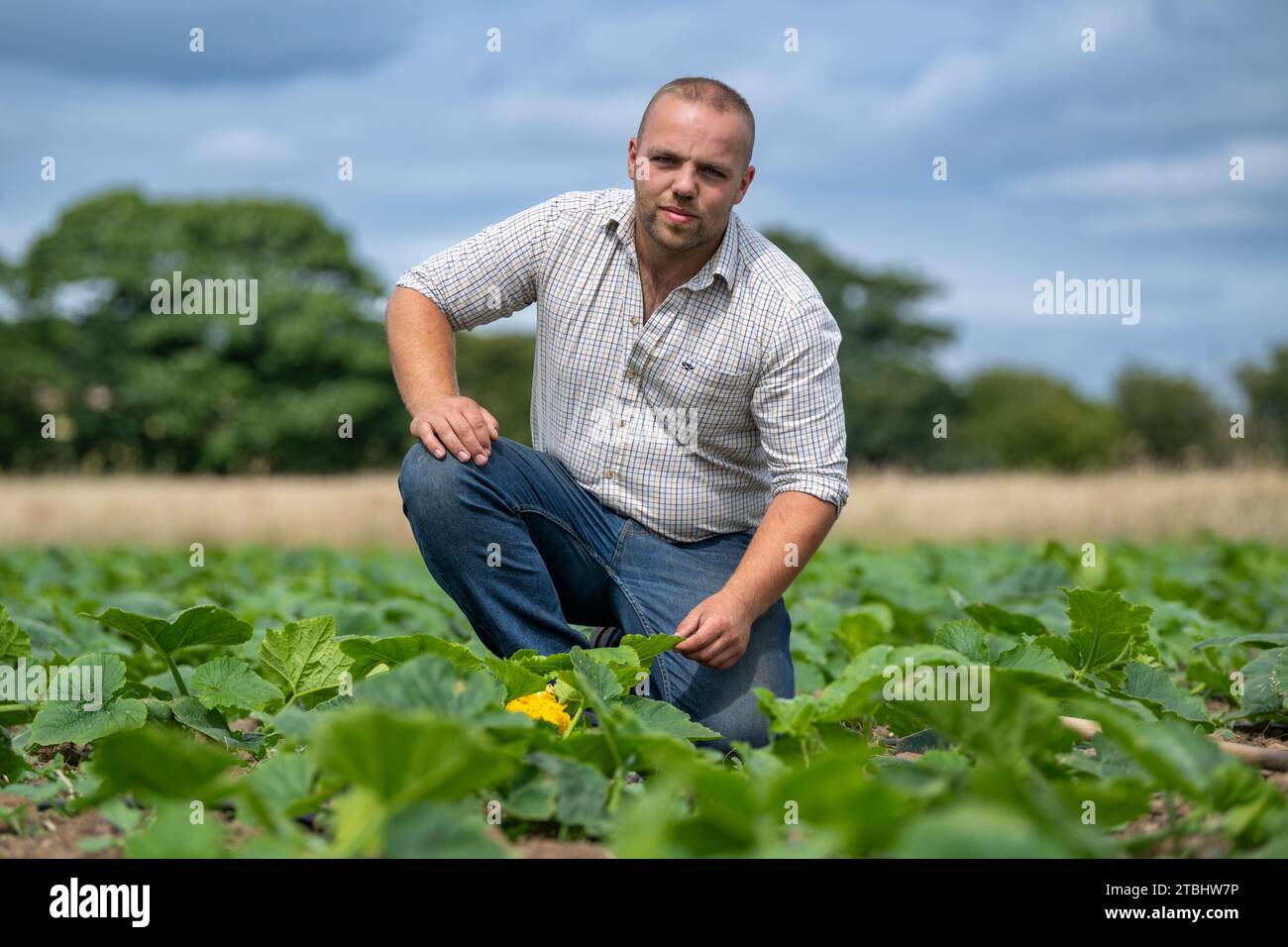 Agriculteur vérifiant le champ de jeunes plants de citrouille, Durham, Royaume-Uni. Banque D'Images