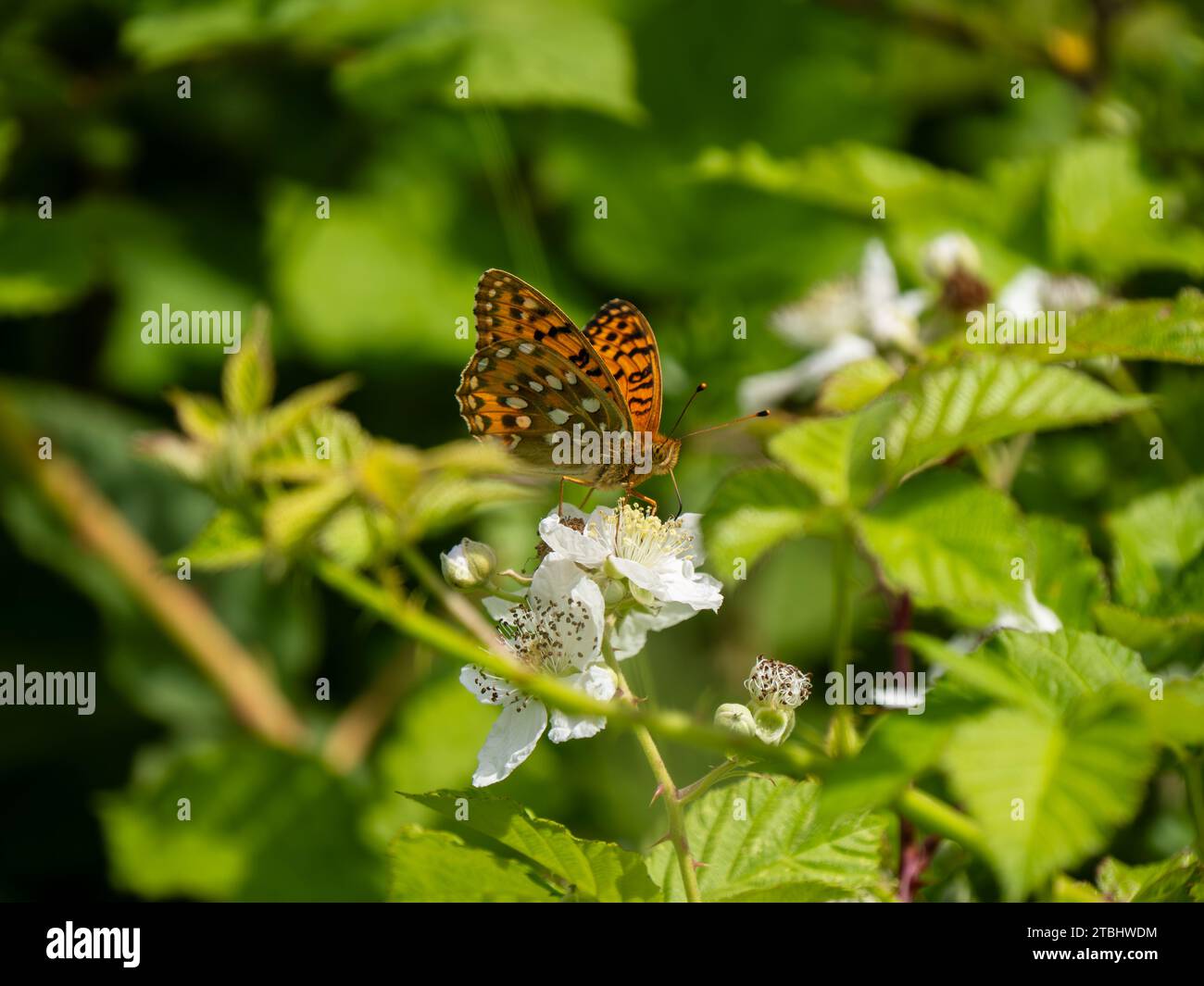 Fritillaire vert foncé sur Privet Banque D'Images