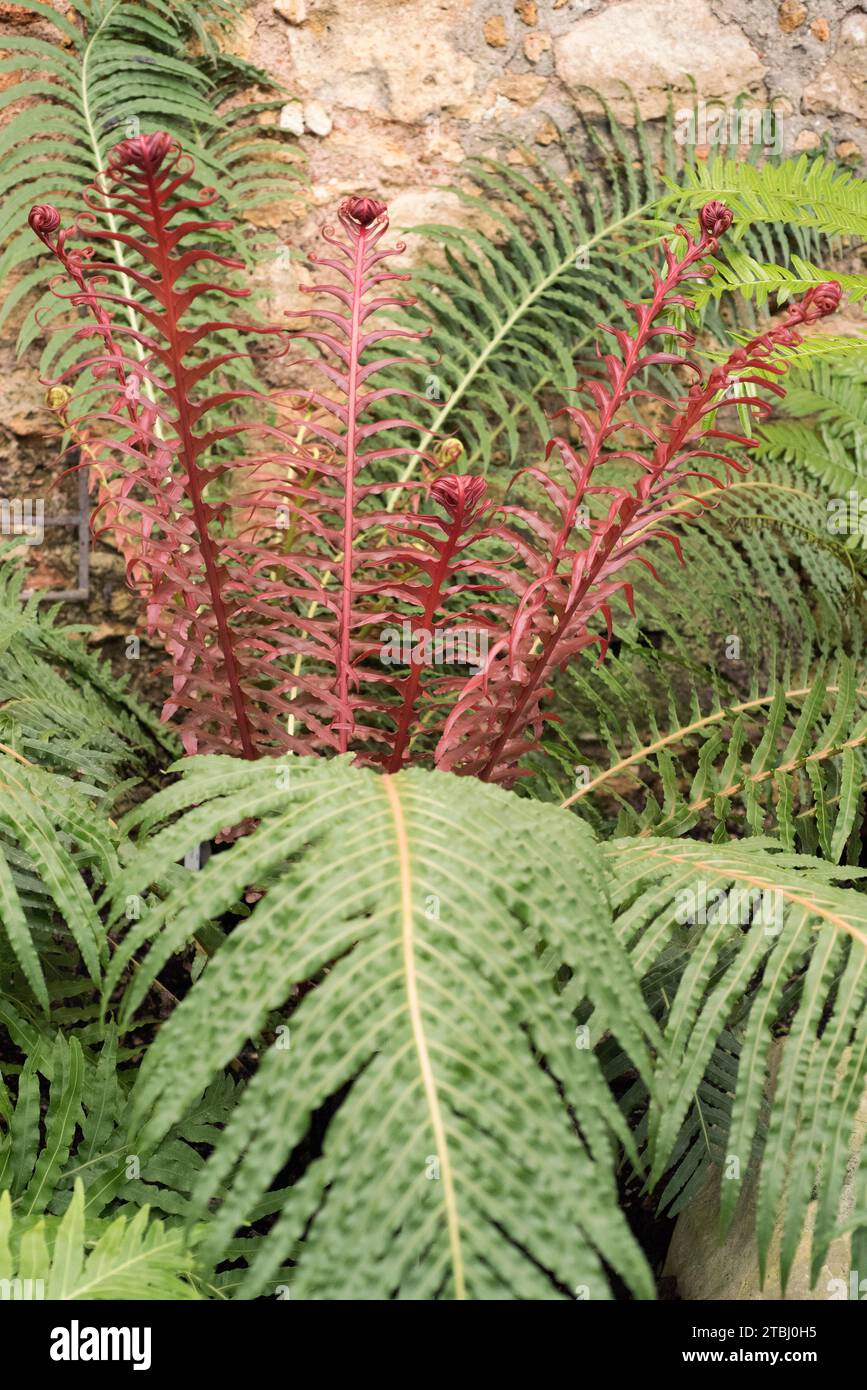La fougères brésilienne (Blechum brasiliense) est une fougères originaire de l'Amérique tropicale. Banque D'Images