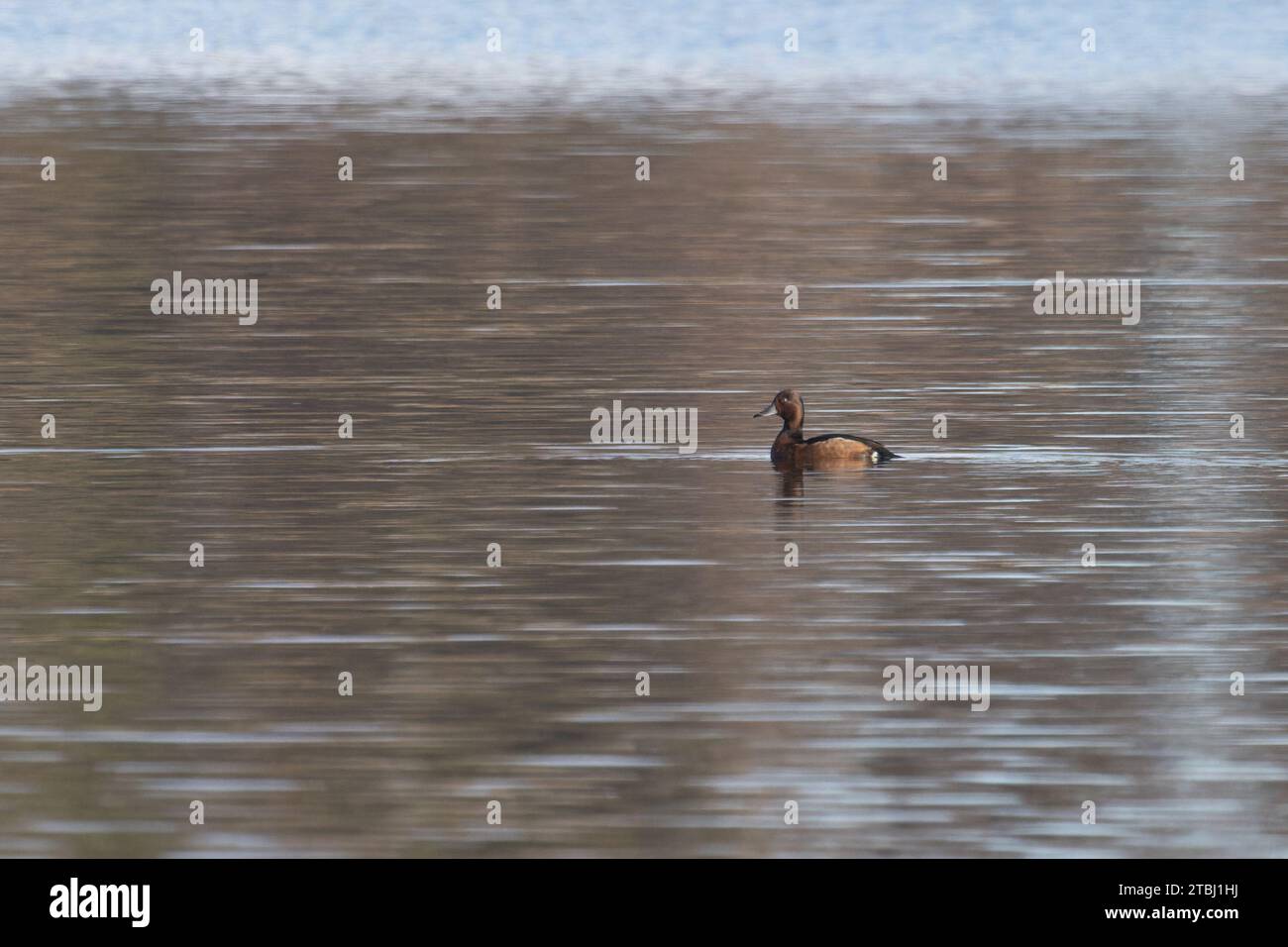 Canard ferrugineux (Aythya nyroca) femelle Filby Broad Norfolk décembre 2023 Banque D'Images