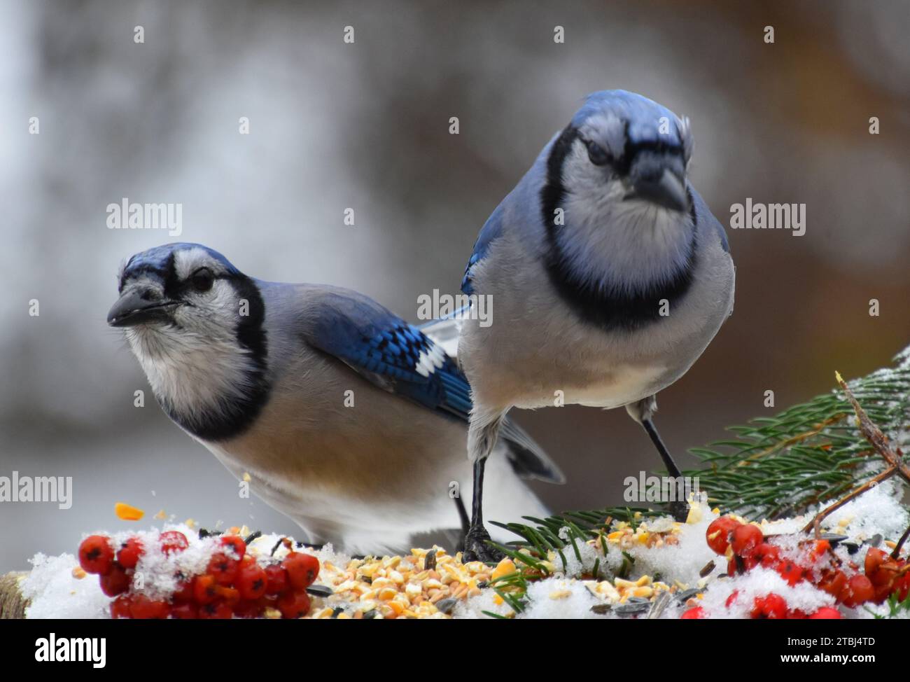 Blue Jays à la mangeoire de jardin, Sainte-Apolline, Québec, Canada Banque D'Images