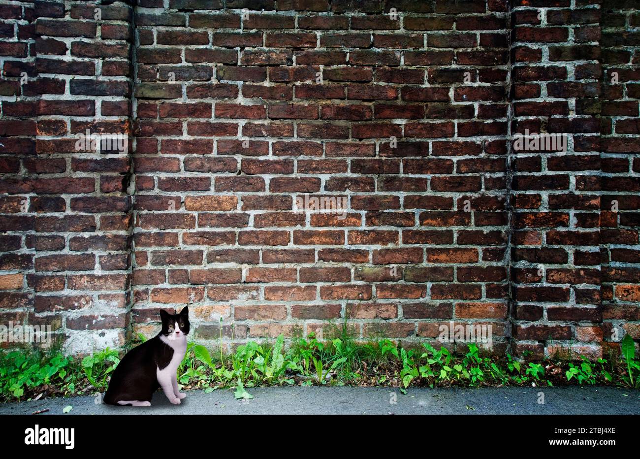 chat noir et blanc près d'un mur de briques Banque D'Images